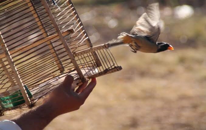 Albardón: liberaron 14 aves autóctonas tras un proceso de recuperación