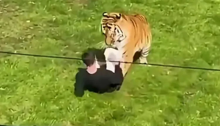 Un hombre murió tras ser atacado por un tigre en un parque de Inglaterra