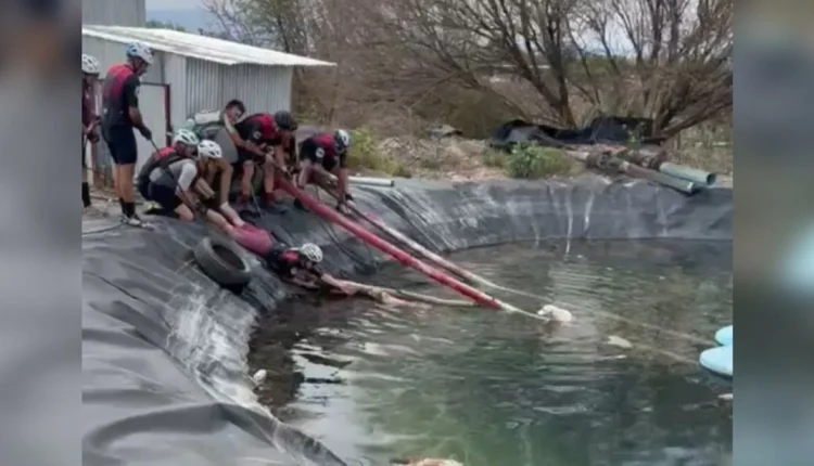 Héroes en dos ruedas: un grupo de ciclistas rescató a tres perros atrapados en un reservorio
