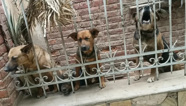 Exitoso rescate de cuatro perros abandonados en una vivienda de Capital gracias a la movilización en redes sociales