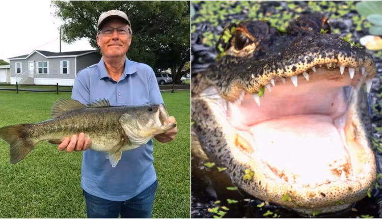 Un pescador murió ahogado tras ser atacado por un caimán de casi cuatro metros en Florida