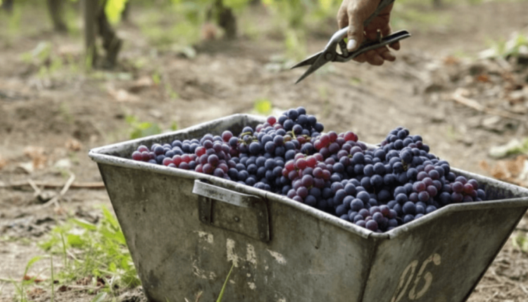 San Juan busca refundar su viticultura con el desembarco de cinco gigantes globales de la uva de mesa