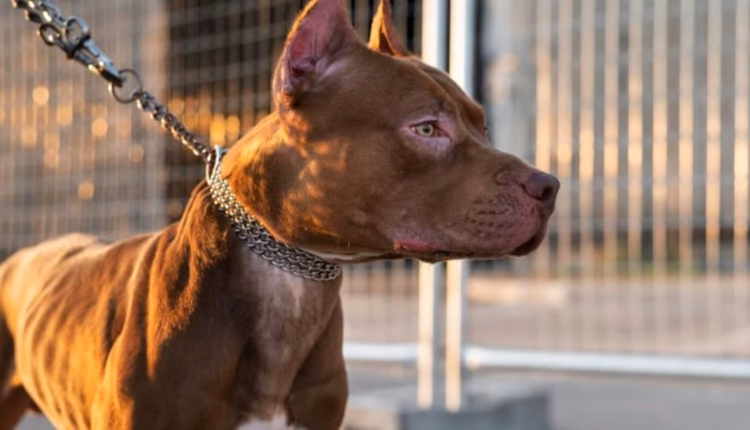 Un nene de 4 años murió atacado por un pitbull y su madrina quedó imputada